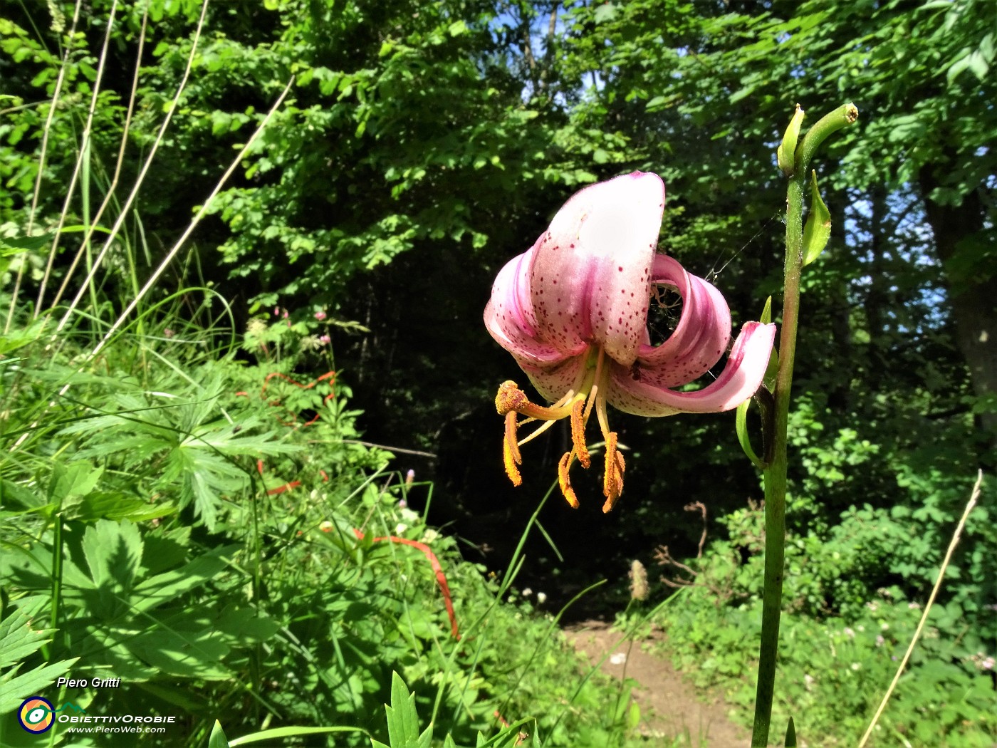 18 Lilium martagon (Giglio martagone).JPG